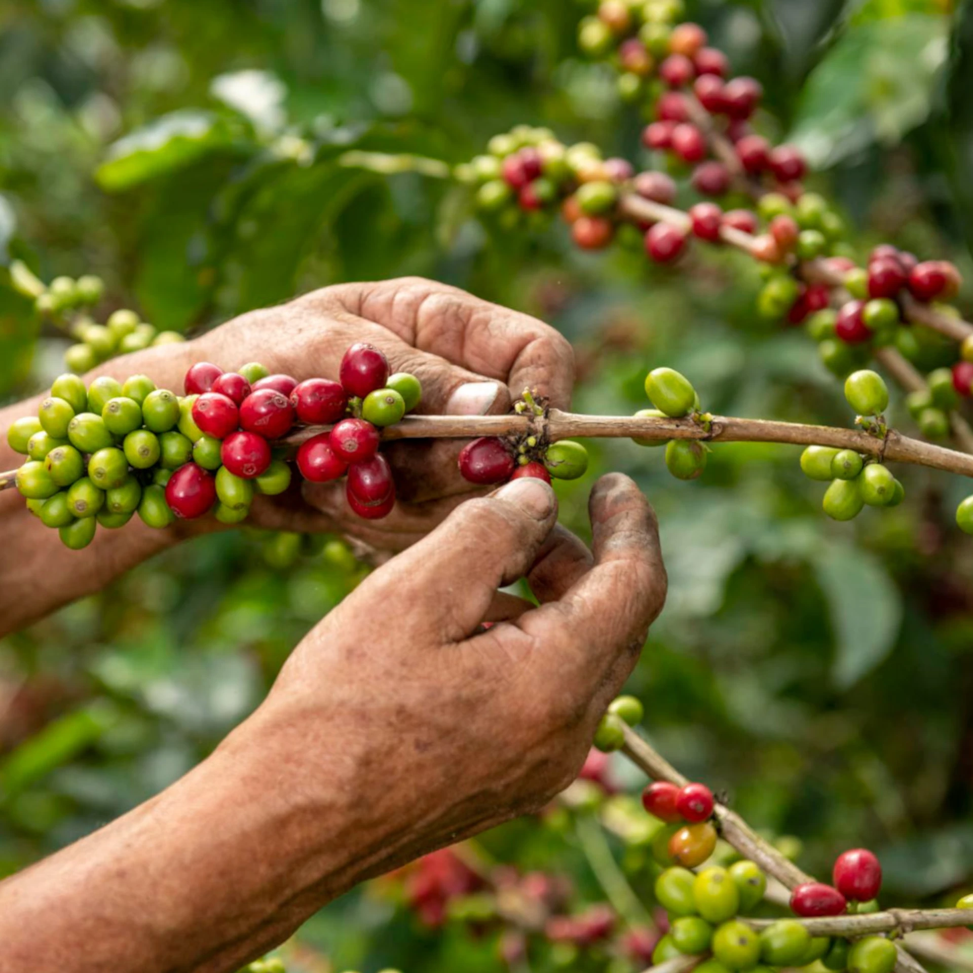 Coffee Cultivation Areas in India: Major Regions, Varieties, Climate ...