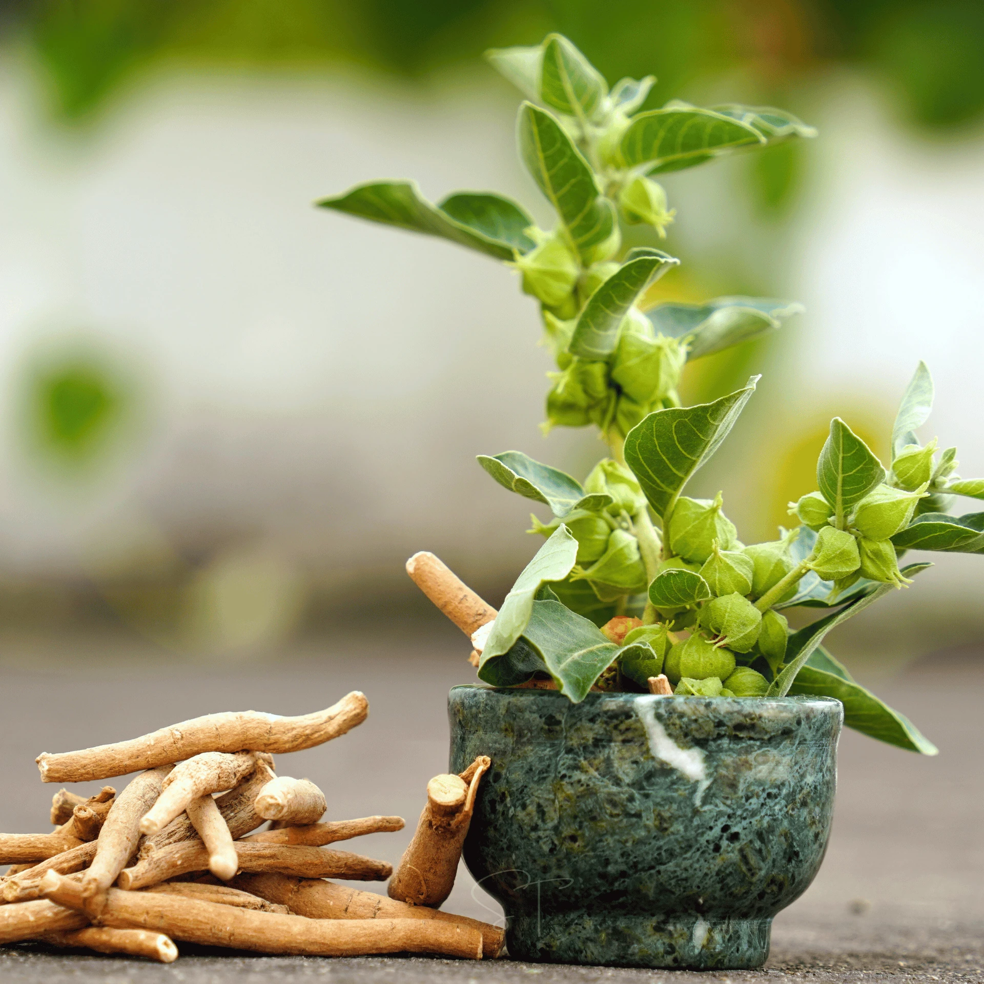Ashwagandha (Withania somnifera): Benefits, Uses, Ayurvedic Properties ...