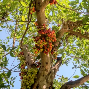 Gular Tree (Ficus racemosa): Complete Guide, Uses, Ecology & Comparison ...