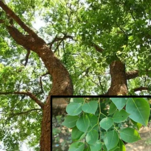 Exploring the Major Types of Ecosystems on Earth - The Civil India